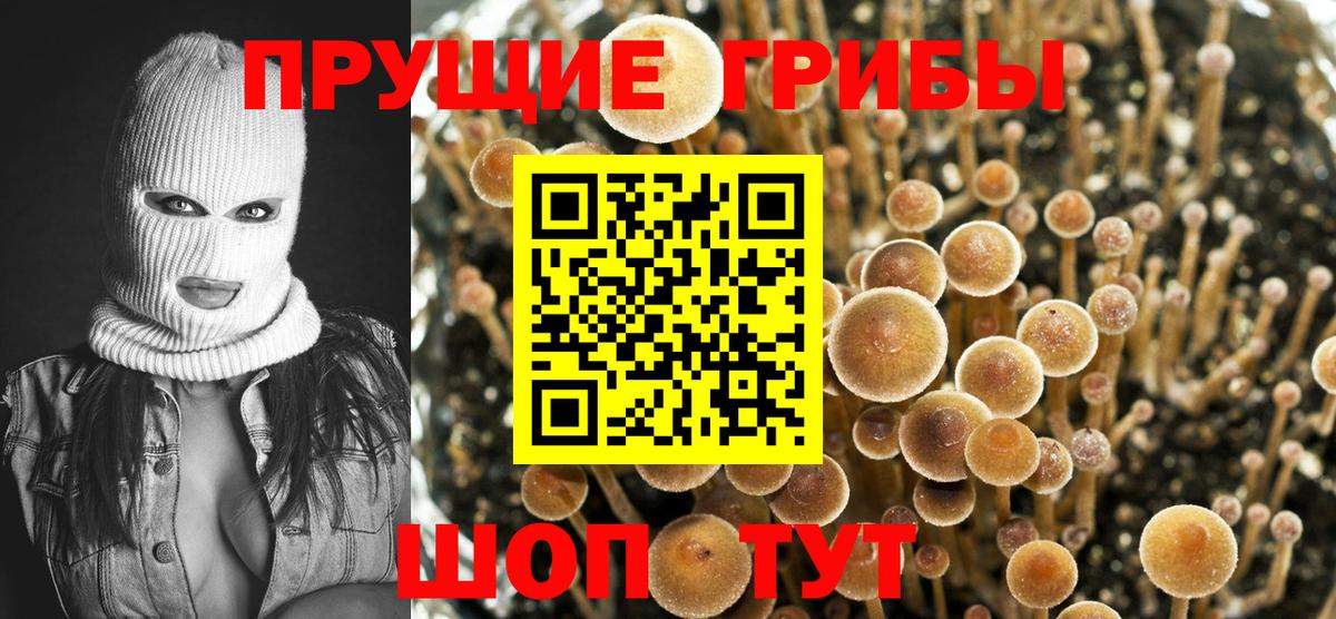 Галлюциногенные грибы Cubensis Батайск